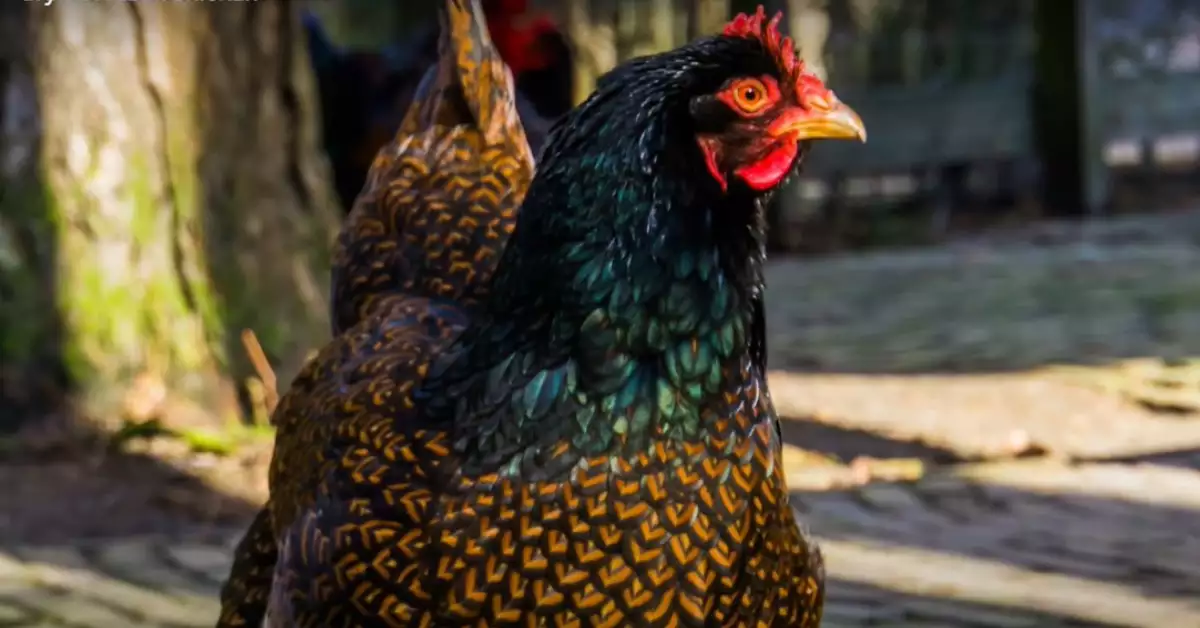 Barnevelder Chickens Egg Production