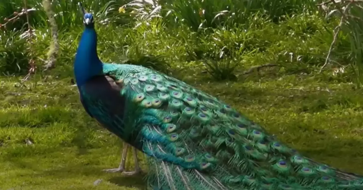 Full Guide to Raising Peacocks Part 2 Care, Diet, Housing, & Health