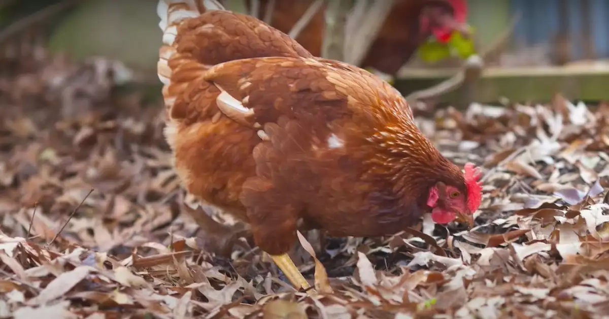 Golden Comet Chickens Your Guide to Stellar Egg Production