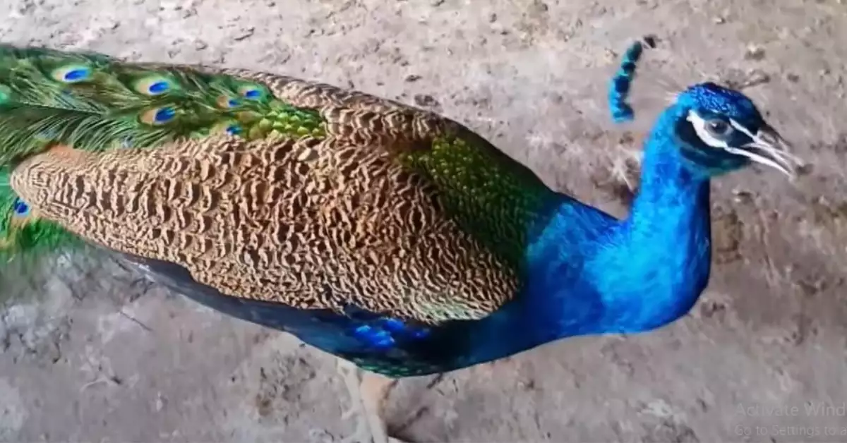 How Much Do Peacocks Cost to Buy and Raise +Making Money