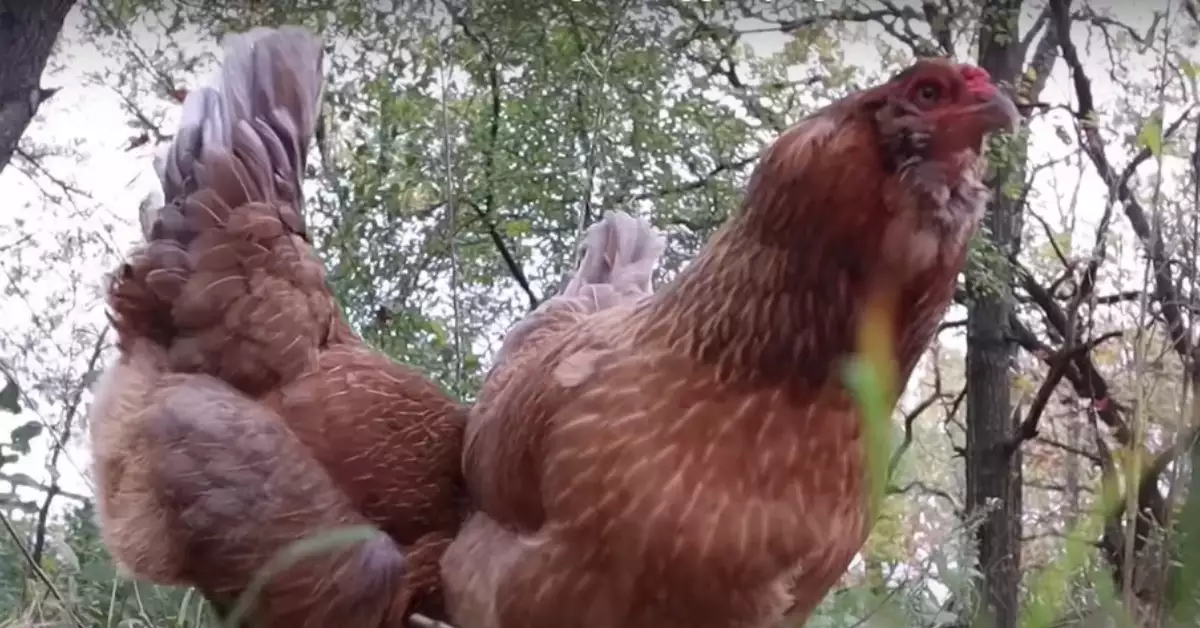 How To Care For Chickens During Hot Temperatures