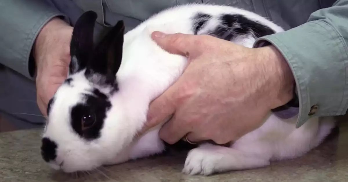 How to Hold a Rabbit Safely to Avoid Injury