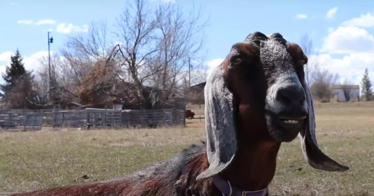 The ABCs of Goat Boogers Causes, Concerns, and Cures