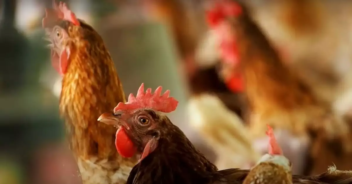 What Food Do Chickens Eat How To Save On Feed Costs