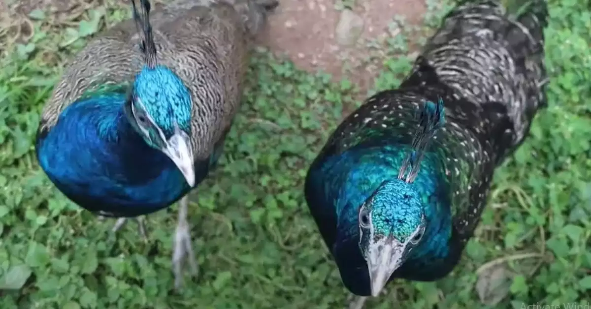 Why You Need Peacocks On Your Farm 10 Delights of Peafowl