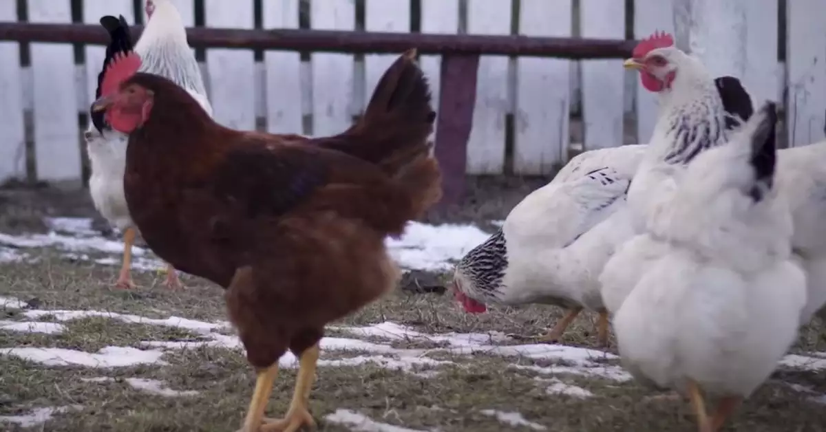 Winter Laying Chickens & The Best Cold Hardy Chickens For Meat